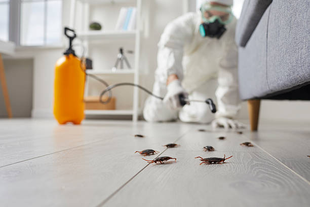Post-Treatment Bed Bug Interceptor Monitoring in Naco